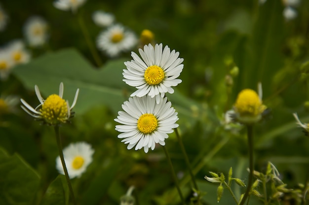 Flor de dos margaritas. Una explosión de color y detalles de una flor común de la península italiana.