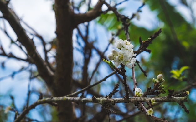 Flor de durazno blanco y árbol en el jardín