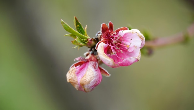 flor de durazno de cerca en la naturaleza