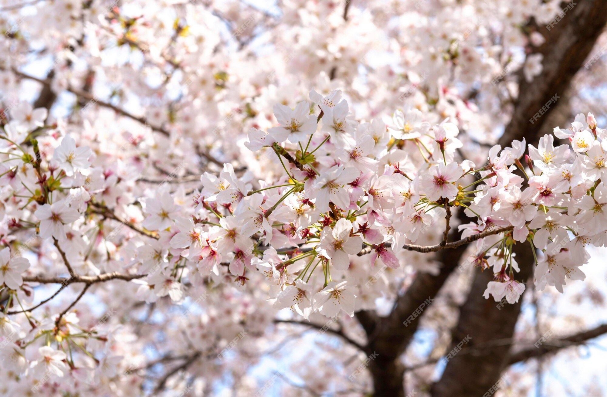 Recopilación imagen 100 flor de durazno japonés