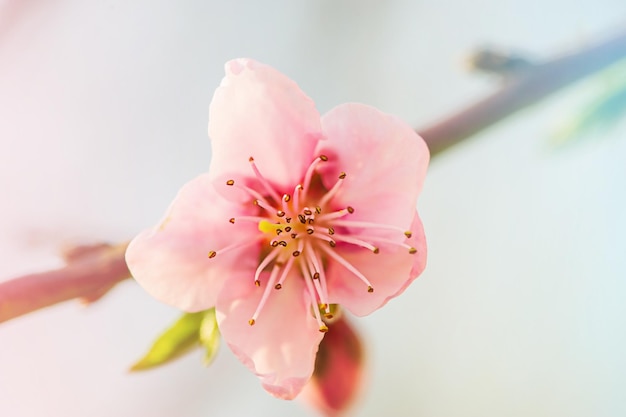 Flor de durazno rosa en una rama enfoque suave primavera fondo natural