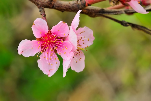 La flor de durazno tiene varios pétalos de dos colores rojo pálido y blanco.