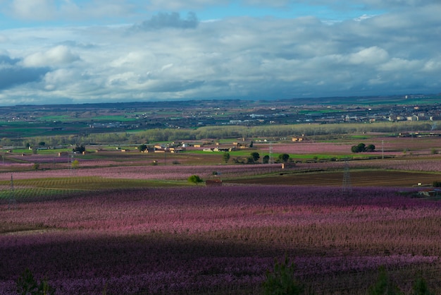 Foto flor de duraznos