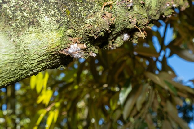 La flor de durian que brota está en la temporada de crecimiento.