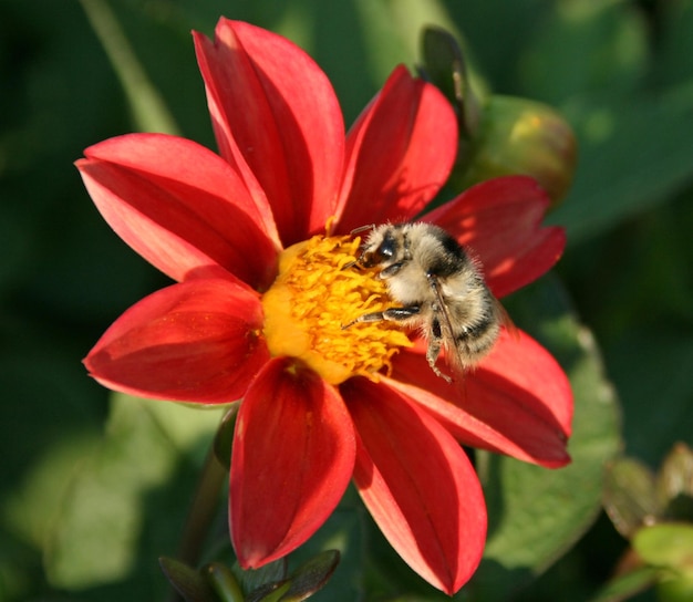Flor e abelha vermelhas