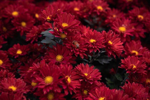 Foto flor e abelha vermelhas