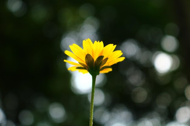 Foto flor e bokeh