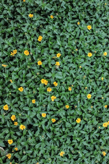 Foto flor e folha de fundo