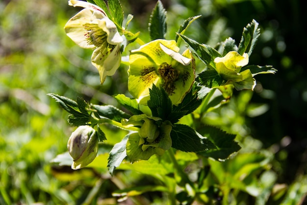 Flor de eléboro verde en macizo de flores en el jardín