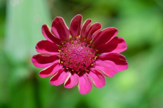 Flor elegante del Zinnia en el fondo verde de la falta de definición de la hoja