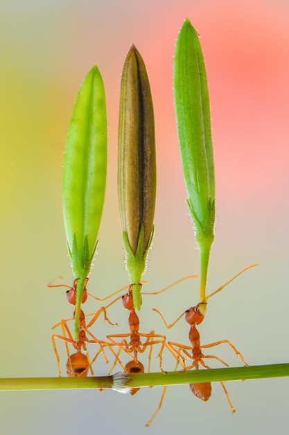 flor de elevación de hormiga roja