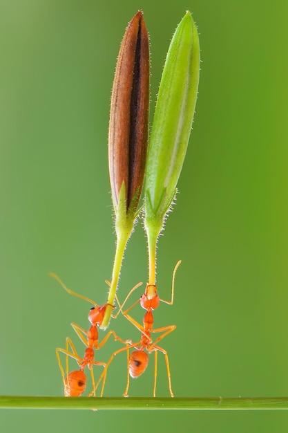 flor de elevación de hormiga roja