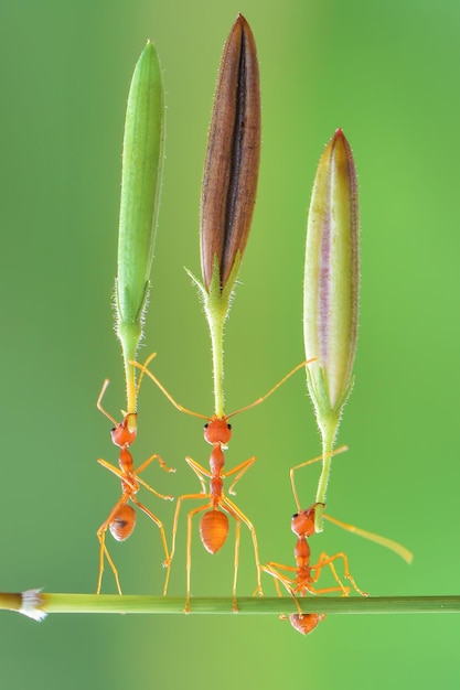 flor de elevación de hormiga roja