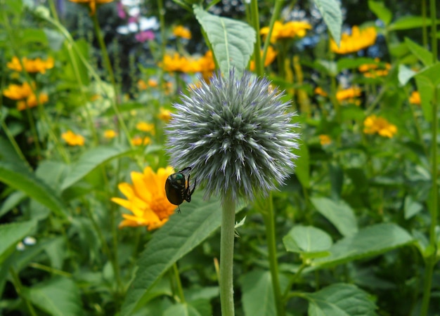 Flor em botão com um bug no campo de flor