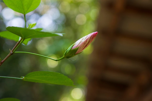 Flor em botão de hibisco na árvore do jardim