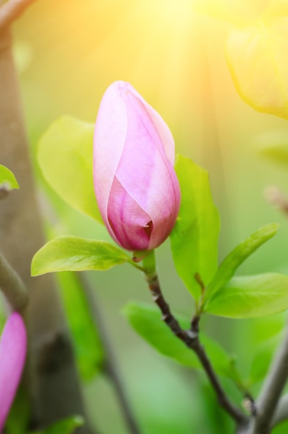 Flor em botão de magnólia na imagem de hipster vintage retrô de tempo de primavera com raios de sol