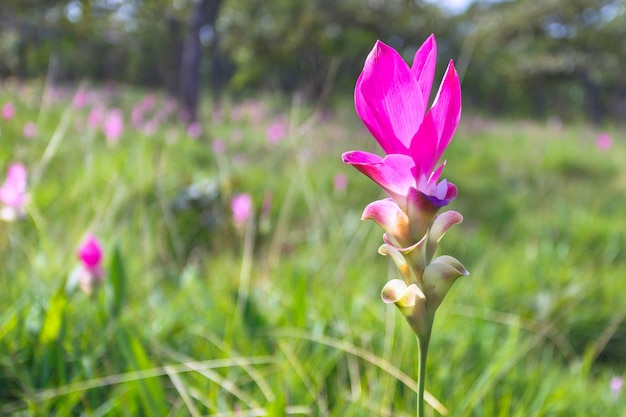 Flor em Chaiyaphum, Tailândia.