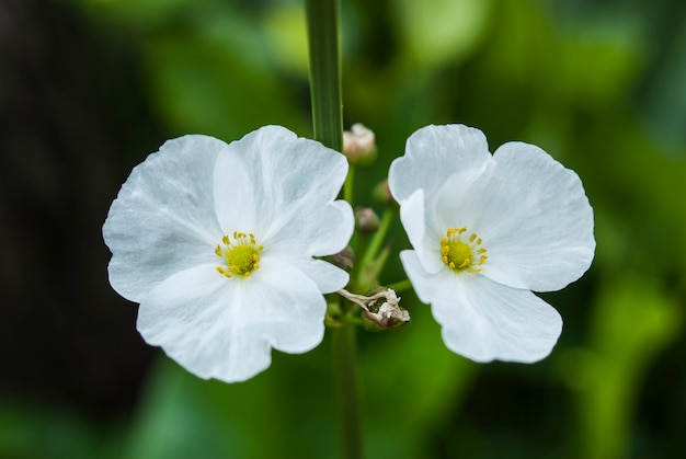 Flor em close-up no jardim