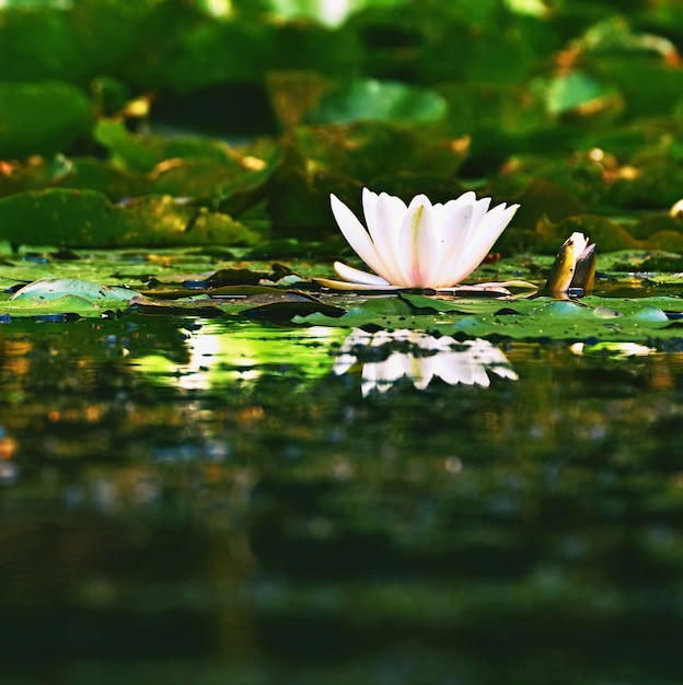 Flor em flor bonita - lírio de água branca em uma lagoa. (nymphaea alba) fundo borrado natural colorido.