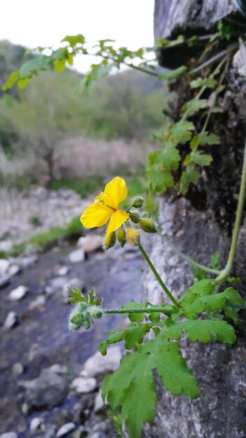 Flor em floração