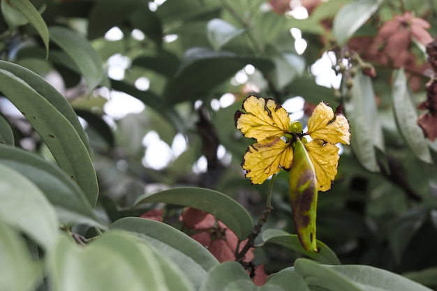 Flor em forma de borboleta