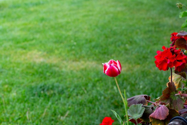 Flor em fundo verde