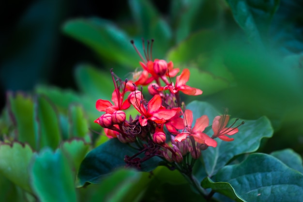 flor em plena floração no jardim em um dia ensolarado