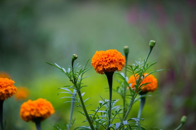 Flor em plena floração no jardim em um dia ensolarado