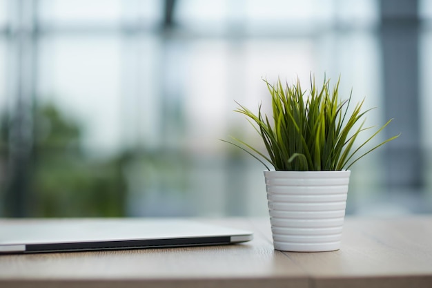 Flor em um vaso no fundo de um escritório moderno