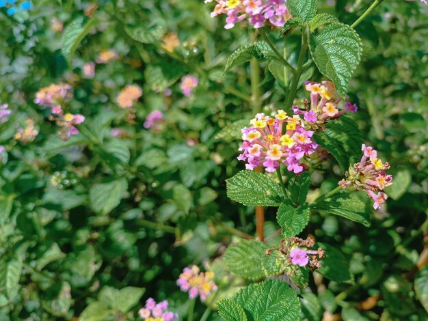 La flor endémica de sembalun llamada jernat el color es morado a rosado y la hoja es verde