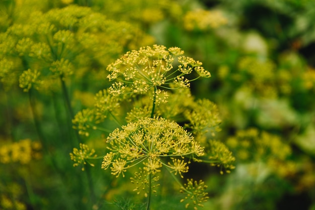 Flor de eneldo en el jardín