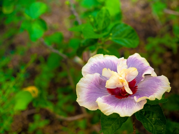 Flor de enfoque suave