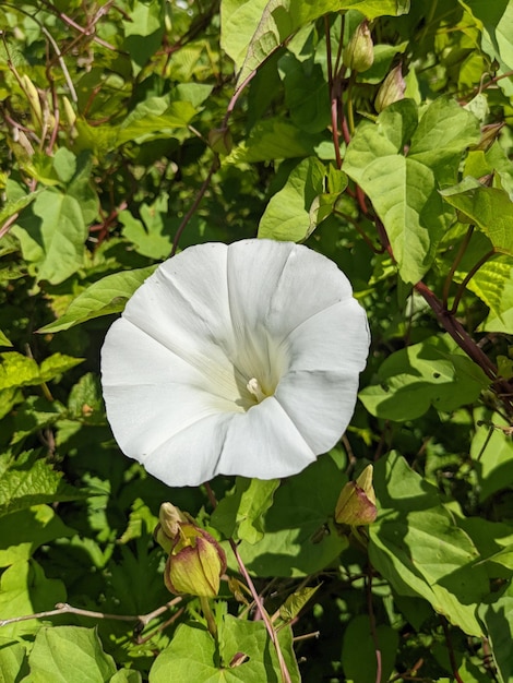 Foto flor de enredadera gigante única