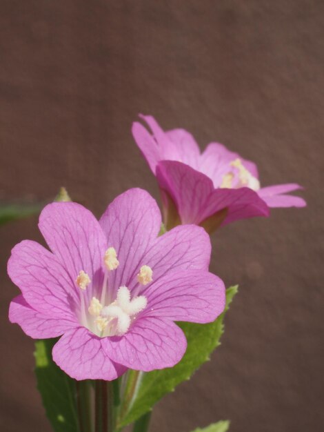 La flor de Epilobium hirsutum