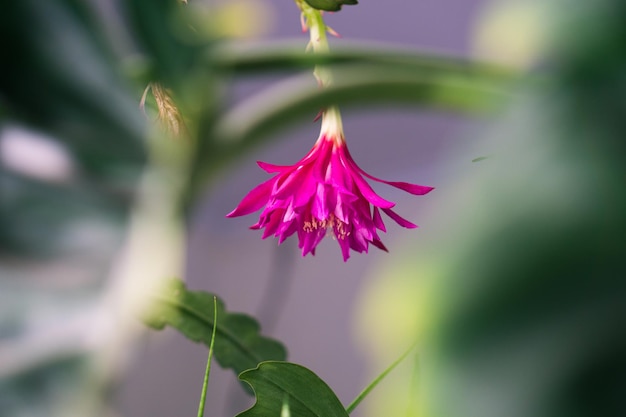 flor de epiphyllum que florece con color rosa