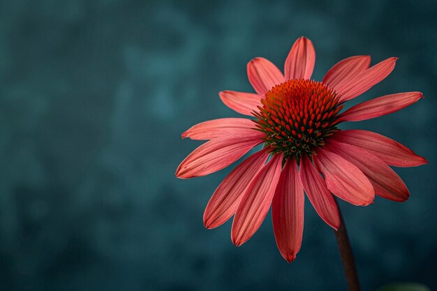 una flor de equinácea en fondo oscuro