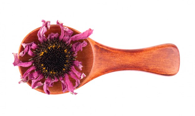 Flor de equinácea seca en una cuchara de madera