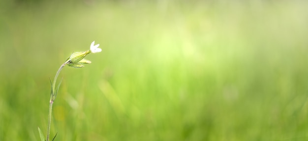 La flor es un soñador blanco en un prado verde