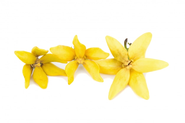 Flor de escalada ylang-ylang, escalada ilang-ilang, manorangini, hara-champa kantali champa