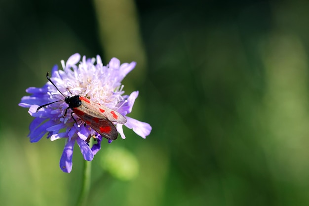 Flor con escarabajo y fondo verde.