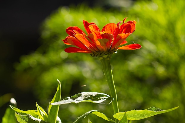 Flor escarlata de mayor en los rayos del sol sobre un fondo verde