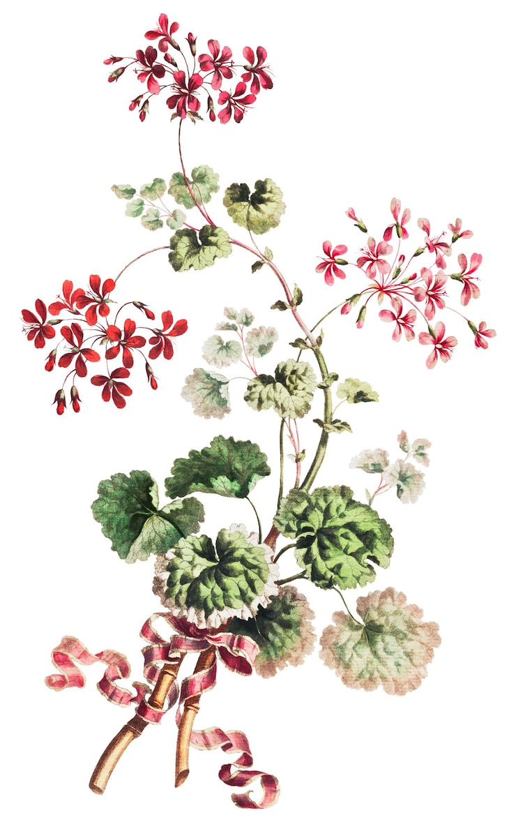 Foto flor escarlate vintage e folhas de gerânio variadas com ilustração de fita vermelha arte botânica de parede