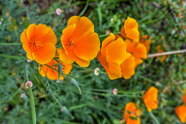 Flor de Eschscholzia naranja sobre fondo de hierba verde
