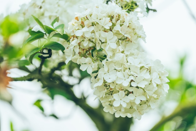 Una flor esférica blanca