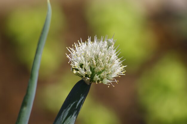 Flor de especias