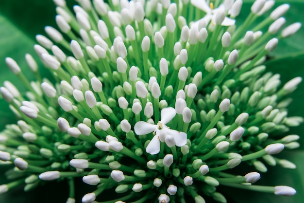 Flor de espiga blanca