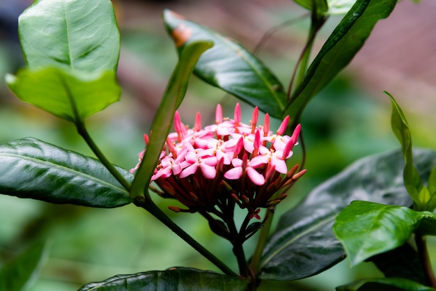 Flor de espiga rosa en un jardín