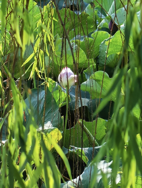 Una flor está en medio de las hojas de la planta.