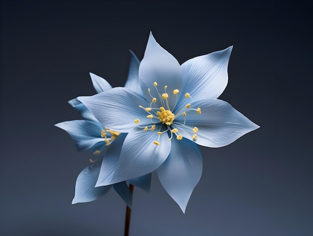 Flor de estrella azul en el fondo del estudio flor de estrella azul única hermosa flor ai imagen generada
