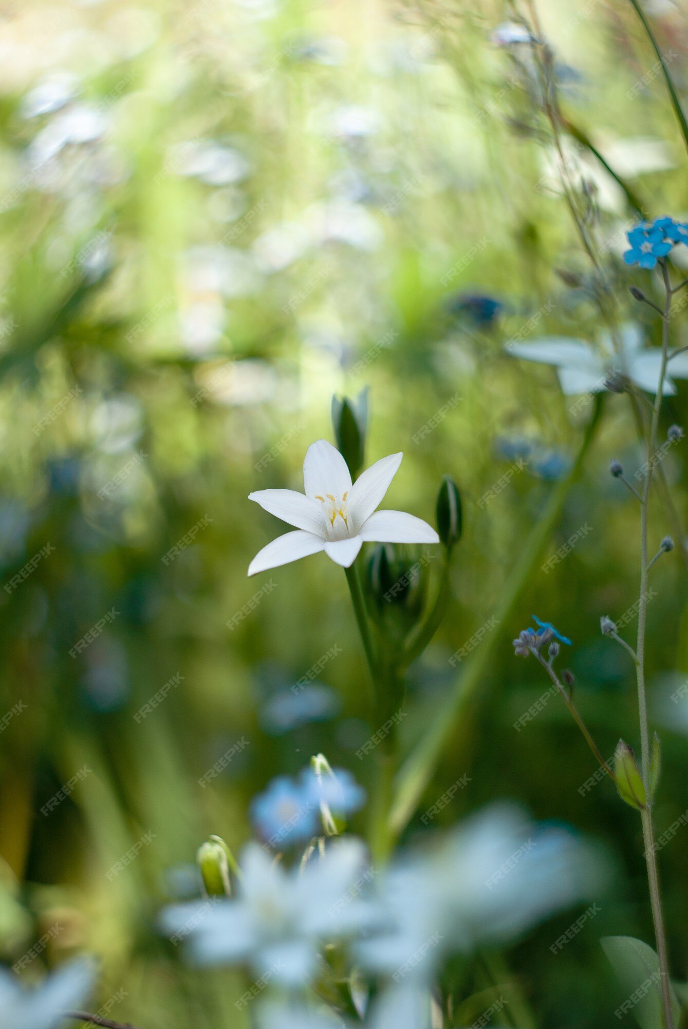 Flor de estrella blanca en el jardín con fondo artístico bokeh. | Foto Premium Flor de estrella blanca en el jardín con fondo artístico bokeh. | Foto Premium